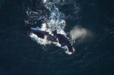 North Atlantic Right Whales Spotted in New England Waters, Offering Hope for Species