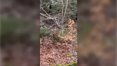 N.S. DNR Frees Deer from Entangled Christmas Lights in Rescue Operation