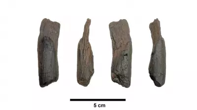 Oldest Wooden Tools Discovered in Greece Date Back 430,000 Years