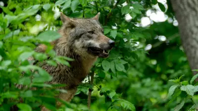 Parks Canada Closes Tunnel Mountain Area in Banff for Predator Activity