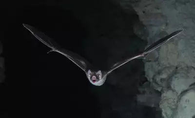Rabid Bat Found Near Popular Orange County Hiking Trail Sparks Health Alert