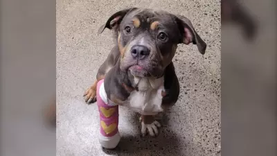 Rescued Bulldog Puppy Found in Ditch to Be Available for Adoption Soon: B.C. SPCA