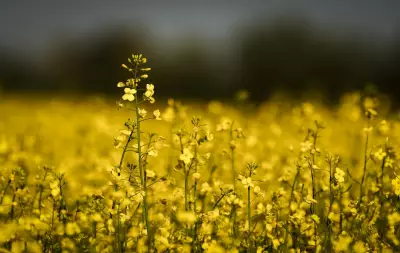 Saskatchewan Canola Farmers Welcome China Tariff Deal, Seek Long-Term Certainty