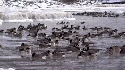 Sick and Dead Birds Found in Port Stanley, Ontario: Authorities Respond