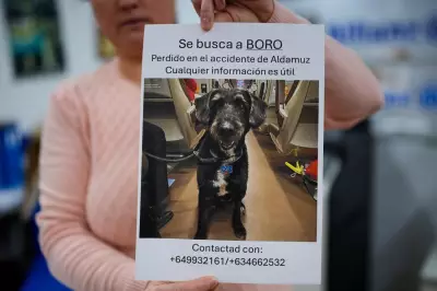 Social Media Mobilizes to Find Boro, Dog Who Survived Spain's Train Crash