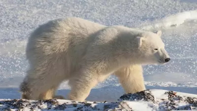Three Injured in Polar Bear Attack in Remote Siberian Village