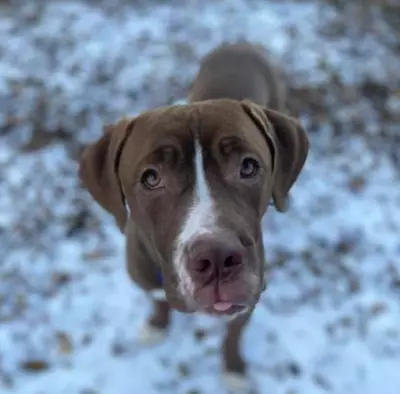 Toronto Humane Society Seeks Forever Home for Anxious Mixed-Breed Dog Dana