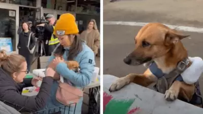 Vancouver's Downtown Eastside Sees Deadly Canine Virus Outbreak, SPCA Reports