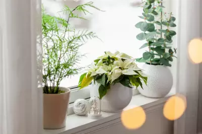 Winter Houseplant Blues: Expert Tips for Keeping Indoor Plants Thriving