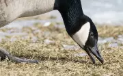 10 Canada Geese Found Dead Near Port Whitby Marina, Durham Officials Report