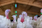124,000 Turkeys Culled in Perth County Amid Avian Flu Investigation