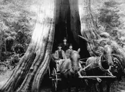 1936: Vancouver Banker Declares Stanley Park's Hollow Tree an 'Eyesore'