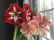 Amaryllis Bulbs Surprise Gardeners with Double Blooms and Winter Gardening Tips