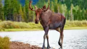 American Hunters Fined $27,500 for Illegal Moose Hunt in Northern Ontario
