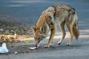 Barrie Issues Coyote Warning as Mating Season Increases Urban Encounters