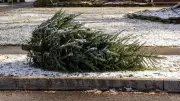 Barrie's Christmas Tree Collection Starts This Week: What Residents Need to Know