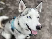 B.C. Couple's Dog Killed by Trap, Sparks 'Moon's Law' Campaign for Reform