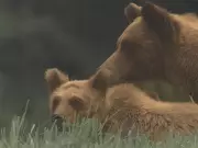 B.C. Grizzly Bears Star in New Indigenous-Collaborated Wildlife Series Animal Nation
