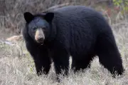 B.C. Reports Historic Low in Black Bear Fatalities for 2025