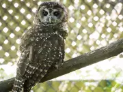 B.C.'s Biodiversity Protection Gap Leaves 48 Federally Endangered Species Unprotected