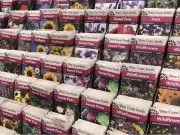 Brian Minter's 2026 Seed Starting Guide: Timing, Tips & The 'Year of Lemonading'