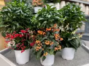 Brian Minter's Guide to Vibrant Indoor Plants for Canadian Homes