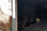 California Homeowner Discovers Black Bear Living Under His House in Altadena