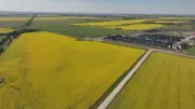 Canadian Canola Farmers 'Cautiously Optimistic' After China Trade Deal