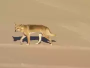 Canadian Teen, 19, Killed in Dingo Attack on Remote Australian Beach