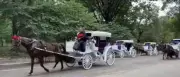 Carriage Horse Bolts in NYC, Crashes into Multiple Vehicles Near Central Park