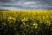 China Resumes Canadian Canola Imports After Carney's Diplomatic Visit