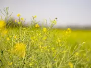 China Resumes Canadian Canola Imports Following Trade Deal, Signaling Agricultural Recovery