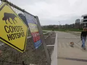 Coyote Mating Season Begins in Toronto: What Residents Need to Know