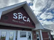 Dartmouth Dog Groomer Charged with Animal Distress by Nova Scotia SPCA