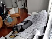 Dog's Chewing on Battery-Powered Hand Warmer Sparks Orléans House Fire