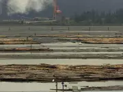 Drift Logs Surge 520% Since 1800s, Devastating B.C.'s Rocky Shores