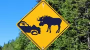 Driver Hospitalized After Collision with Moose on Sudbury Highway