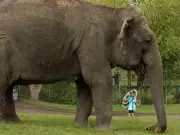 Edmonton's Lucy the Elephant, 50, Gets Clean Bill of Health in 2025 Checkup