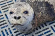 Emaciated Seal Pup Rescued in Critical Condition from West Vancouver Waters