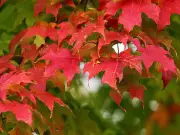 Expert Advice: When and How to Prune Your Maple Tree for Optimal Growth