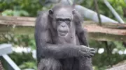 ‘Genius’ Chimpanzee Ai, Pioneer in Primate Cognition, Dies at 49 in Japan