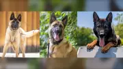 London Police Service Welcomes Three New K9 Officers in 2026