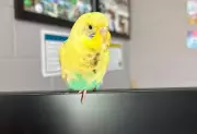 Lost Budgie Finds Refuge in Wasaga Beach Kindergarten Classroom
