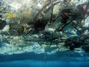 Microplastics Found in One-Third of Pacific Island Fish in New Survey