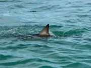 Minnesota Woman, 56, Dies After Shark Attack in U.S. Virgin Islands