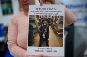 Missing Dog Found After Spanish Train Crash Captivates Nation