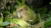New Zealand's Kakapo Parrot Shows Breeding Revival, Offering Hope for Conservation