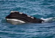 North Atlantic Right Whale Births Offer Hope, But Extinction Risk Remains High