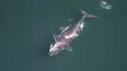 North Atlantic Right Whale Calving Season Sees 19 Newborns, Offering Hope for Critically Endangered Species