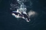 North Atlantic Right Whales Spotted in New England Waters, Offering Hope for Species